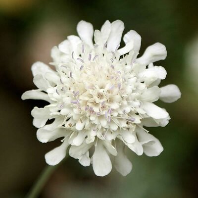 Scabiosa 'Incisa Kudo White' - Photo by Krzysztof Ziarnek, Kenraiz (CC BY-SA 3.0)
