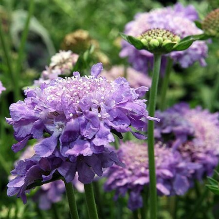 Scabiosa “Mariposa Blue” - Photo by David J. Stang (CC BY-SA 4.0)