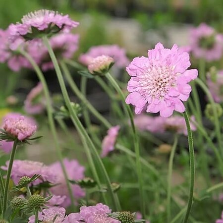 Scabiosa 'Pink Mist' - Photo by David J. Stang  (CC BY-SA 4.0)