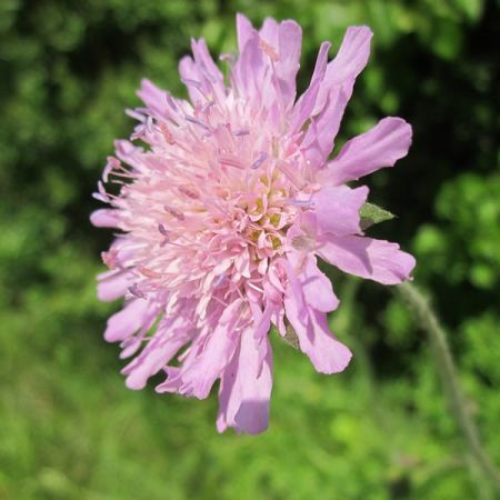 Scabiosa “Pink Mist” - Image by WikimediaImages from Pixabay 