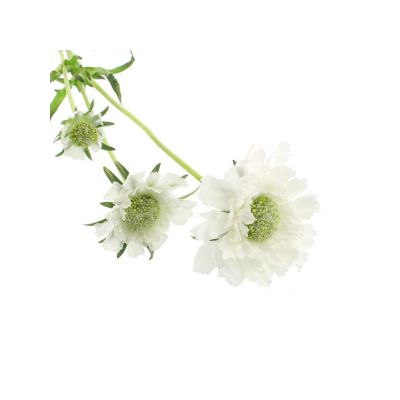 Scabiosa Spray