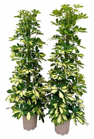 Schefflera 'Dalton' - Image courtesy of Pannebakker