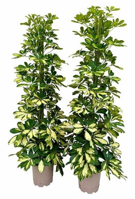 Schefflera 'Dalton' - Image courtesy of Pannebakker