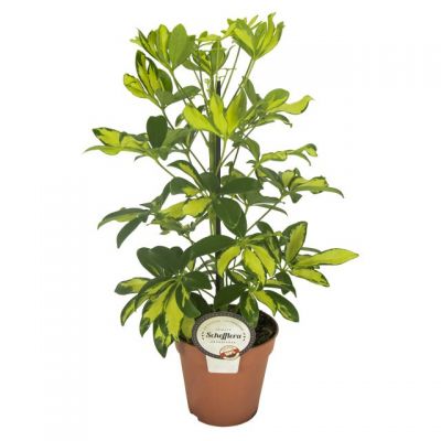 Schefflera arb. 