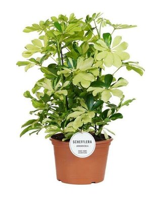Schefflera 'Melanie' (21cm pot)