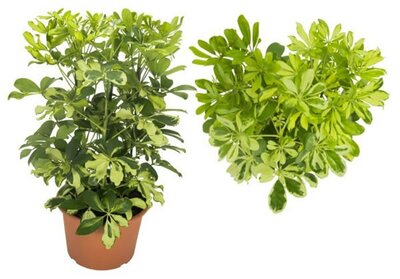 Schefflera 'Carnaval' (21cm pot)