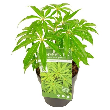 Schefflera 'Winter Jungle' - Image courtesy of Pannebakker