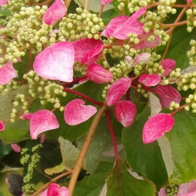 Schizophragma hydrangeoides 'Rosea' - Public Domain Image under fair use