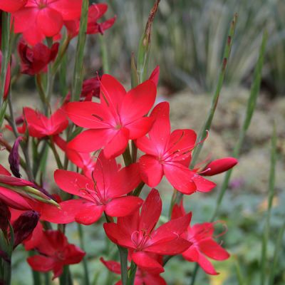 Schizostylis "Major - Photo by peganum (CC BY-SA 2.0)