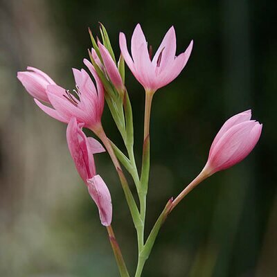 Schizostylis 'Mrs Hegarthy' - Photo by Wouter Hagens (GFDL)