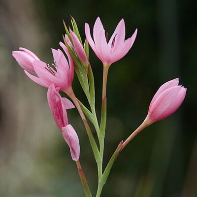 Schizostylis 'Mrs Hegarty' - Photo by Wouter Hagens (GFDL)