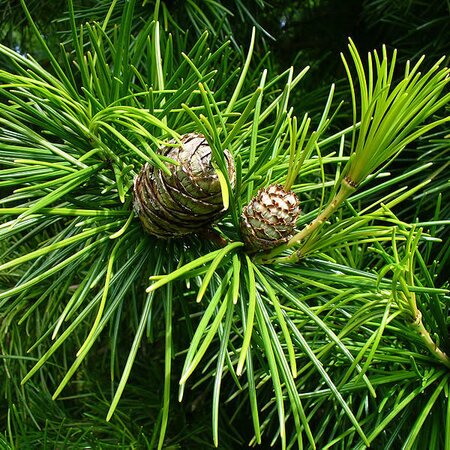 Sciadopitys verticillata - Image by scott.zona (CC BY-SA 2.0)