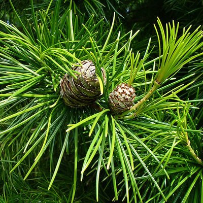 Sciadopitys verticillata - Image by scott.zona (CC BY-SA 2.0)