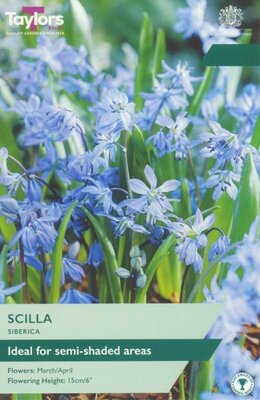 Scilla Siberica - Image courtesy of Taylor's Bulbs
