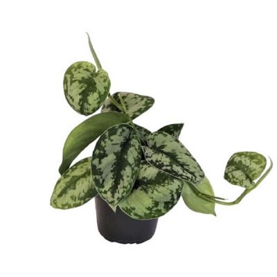 Scindapsus Trebie  - Image courtesy of Pannebakker