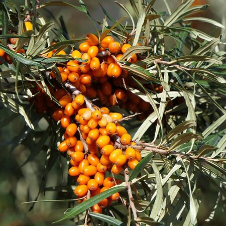 Sea Buckthorn (Hippophae rhamnoides) 60-80cm Bare Root