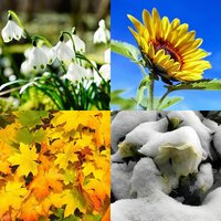 Plants for Seasonal Interest