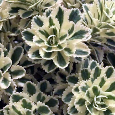 Sedum 'Atlantis' (3L pot)
