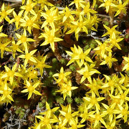 Sedum “Aureum” - Photo by Wilson44691 (CC BY-SA 3.0)