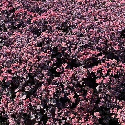 Sedum 'Back in Black' - Extract of public image here under fair use