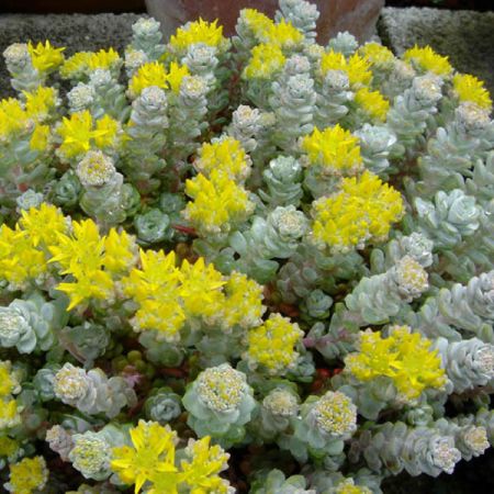 Sedum “Cape Blanco” - Photo by Ghislain118 (CC BY-SA 3.0)