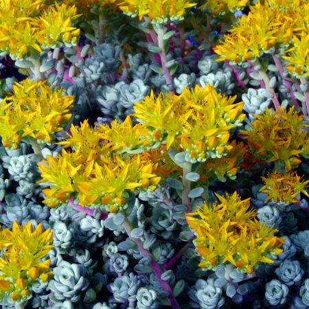 Sedum spath. "Cape Blanco" - Photo by Ghislain118 (CC BY-SA 3.0)
