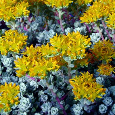 Sedum spath. "Cape Blanco" - Photo by Ghislain118 (CC BY-SA 3.0)