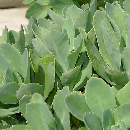 Sedum 'Carl' - Photo by David J. Stang (CC BY-SA 4.0)