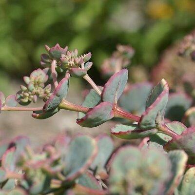 Sedum 'Coca Cola' - Photo by Rolf Engstrand (CC BY-SA 3.0)