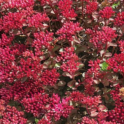 Sedum 'Dragons Blood' - Extract of public image here under fair use
