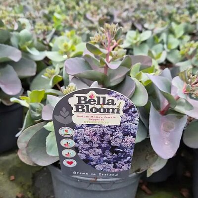 Sedum 'Sapphire' - Image courtesy of Tully Nurseries