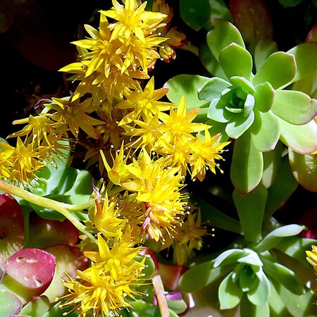 Sedum palmerii - Photo by manuel m. v. (CC BY-SA 2.0)