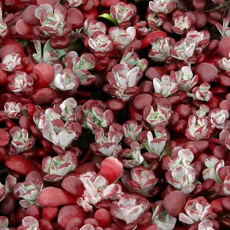 Sedum spath. "Purpureum" - Photo by Babij (CC bY-SA 2.0)