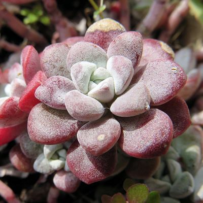 Sedum spathulifolium 'Purpureum' - Image by virginie-l from Pixabay 