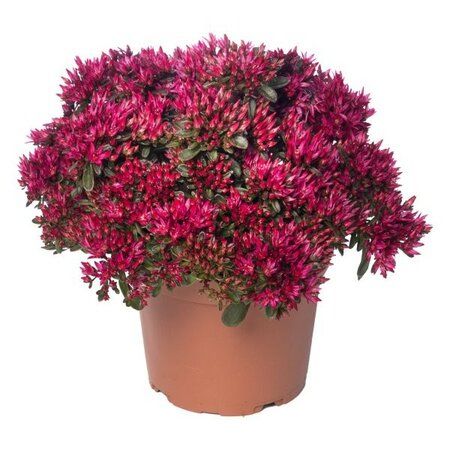 Sedum 'Deep Rose' - Image courtesy of Syngenta Flowers