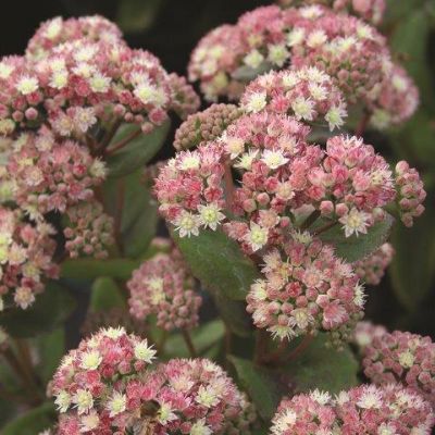 Sedum "Stewed Rhubarb Mountains" - Image courtesy of Schram Plants