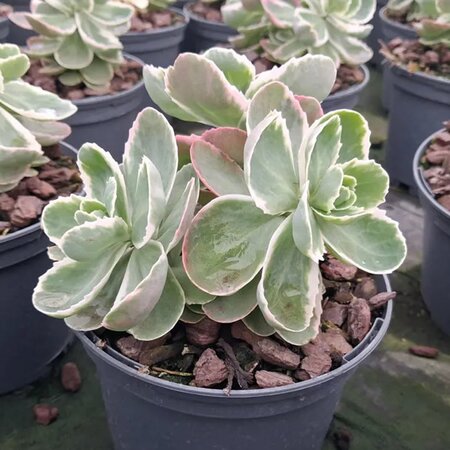 Sedum 'La Vie en Rose' - Image courtesy of Tully Nurseries