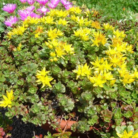 Sedum "Weihenst. Gold" - Photo by Ghislain118 (CC BY-SA 3.0)