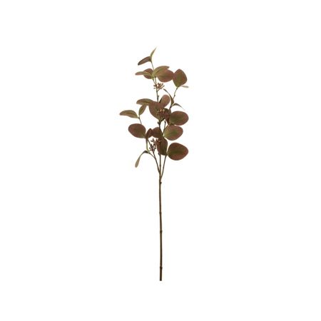 Seeding Eucalyptus