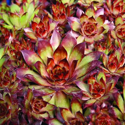 Sempervivum 