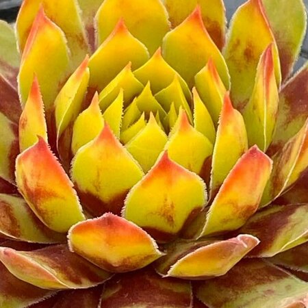 Sempervivum 'Giants Gold Mine' - Public Domain Image