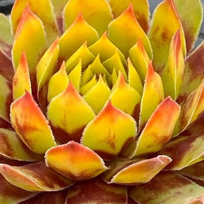 Sempervivum 'Giants Gold Mine' - Public Domain Image
