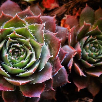 Sempervivum “Hey-Hey” - Image by keziaschen from Pixabay 