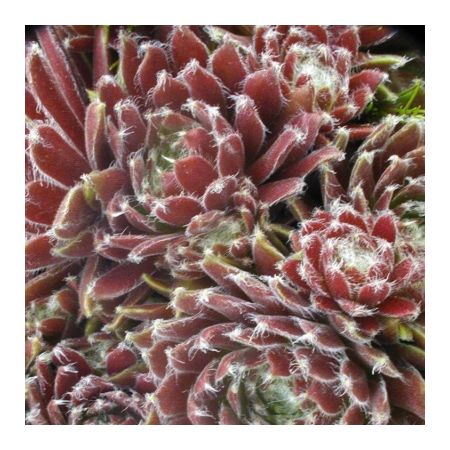 Sempervivum "King George" - Image courtesy of Schram Plants