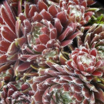 Sempervivum "King George" - Image courtesy of Schram Plants