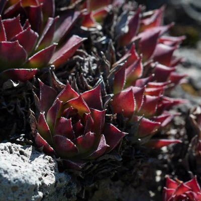 Sempervivum 'Noir' - Image courtesy of PeakPx