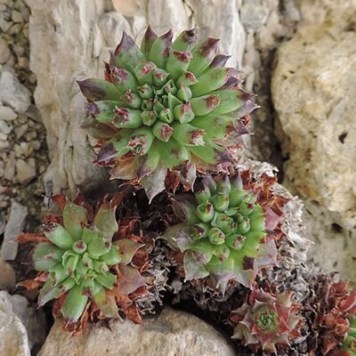 Sempervivum "Oddity" - Photo by Krzysztof Ziarnek, Kenraiz (CC BY-SA 4.0)