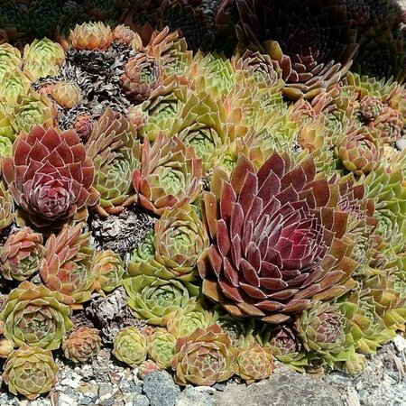 Sempervivum 'Ohio Burgundy' - Photo by Daderot (CC0 1.0)