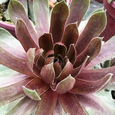 Sempervivum “Ruby Heart” - Image courtesy of Schram Plants