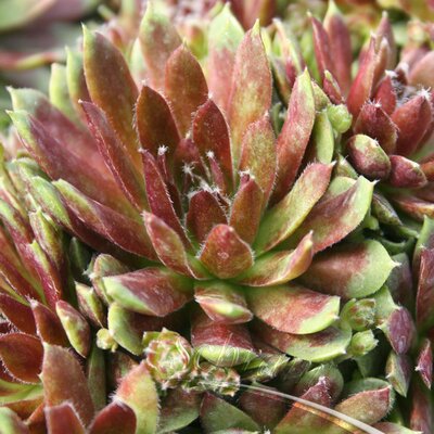 Sempervivum "Silberkarneol" - Image courtesy of Schram plants